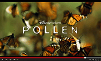 pollen