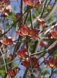 Jeunesse & Nature – En toute confiance,  le cœur s’ouvre